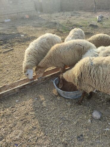 Sisek qoyundu biri 20-25 kq et verir Reall alici narahat etsin lalafo.az -da Sisek qoyundu biri 20-25 kq et verir Reall alici narahat etsin