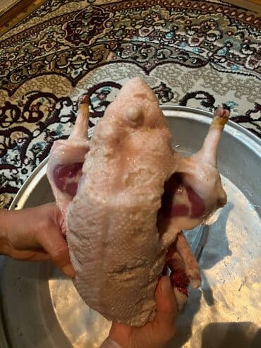 Рыба и морепродукты: Məhsul: Ev şəraitində bəslənmiş kuban cinsi ördəklər ünvan Ramana at lalafo.az — 2 Рыба и морепродукты: Məhsul: Ev şəraitində bəslənmiş kuban cinsi ördəklər ünvan Ramana — 2