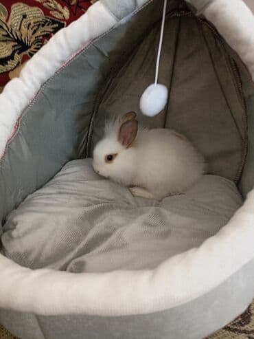 Endirim edildi.biri 10 ikisi18 azn.Karlik dovşan balaları satılır lalafo.az -da Endirim edildi.biri 10 ikisi18 azn.Karlik dovşan balaları satılır