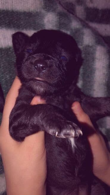 Pudel, 1 ay, Dişi, Peyvəndli, Ünvandan götürmə lalafo.az -da Pudel, 1 ay, Dişi, Peyvəndli, Ünvandan götürmə