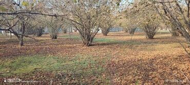 10 sot, Tikinti, Barter mümkündür, Kupça (Çıxarış) lalafo.az -da 10 sot, Tikinti, Barter mümkündür, Kupça (Çıxarış)