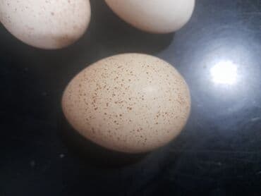 Hinduşka cücələri, Damazlıq, Ünvandan götürmə, Ödənişli çatdırılma, Rayonlara çatdırılma lalafo.az -da Hinduşka cücələri, Damazlıq, Ünvandan götürmə, Ödənişli çatdırılma, Rayonlara çatdırılma