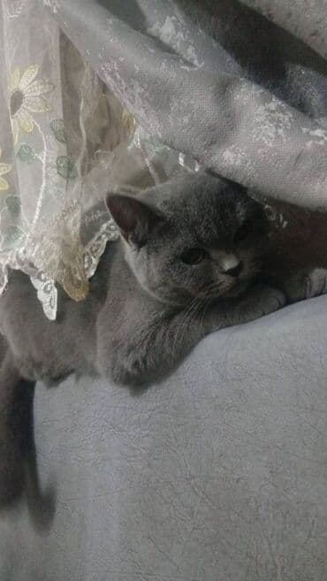 Şotland, Dişi, Yaxşı əllərə, Ödənişli çatdırılma lalafo.az -da Şotland, Dişi, Yaxşı əllərə, Ödənişli çatdırılma