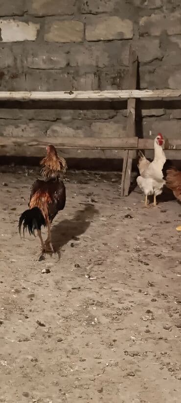 Xoruz, Heyratı, il: 1, Ünvandan götürmə lalafo.az -da Xoruz, Heyratı, il: 1, Ünvandan götürmə