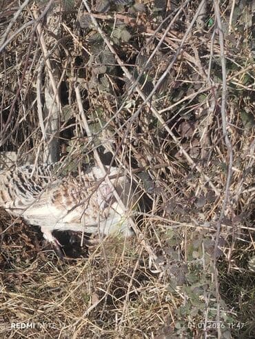 Dişi, Yumurtalıq, Ödənişli çatdırılma lalafo.az -da Dişi, Yumurtalıq, Ödənişli çatdırılma