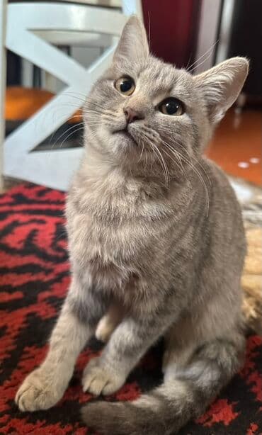 Şotland, Dişi, Yaxşı əllərə lalafo.az -da Şotland, Dişi, Yaxşı əllərə