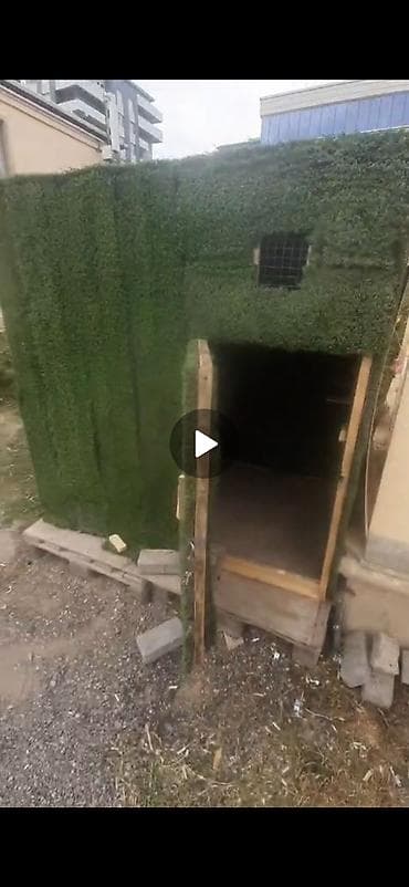 Hun 1.52 uzun 1.52 en 1.05 isteyen vap catda yazsin tecili satilir lalafo.az -da Hun 1.52 uzun 1.52 en 1.05 isteyen vap catda yazsin tecili satilir