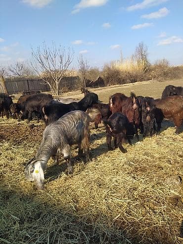 Super damazliq heleblermiz ve turk kecilermiz geldi kime maraqlidsa lalafo.az -da Super damazliq heleblermiz ve turk kecilermiz geldi kime maraqlidsa