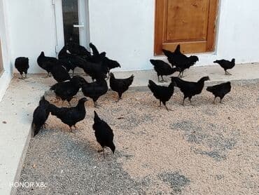 Ayam Cemani . Toyuq və xoruzlar mayalı yumurtalar və cücələri lalafo.az -da Ayam Cemani . Toyuq və xoruzlar mayalı yumurtalar və cücələri