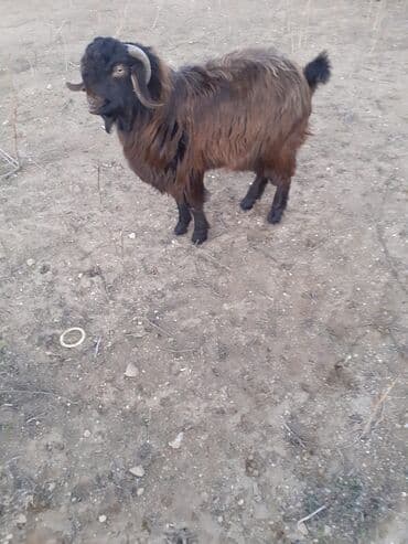 Qaraqılça rəngli, uzun tüklü yerli keçi. - Cins: Hələb - Cinsiyyət lalafo.az -da Qaraqılça rəngli, uzun tüklü yerli keçi. - Cins: Hələb - Cinsiyyət