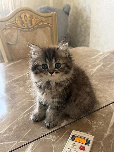 Tabbi lalafo.az -da Tabbi