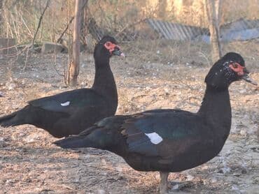 Варенье: Lal ördəklər satılır qiymət saya və cinsinə görə dəyişir at lalafo.az — 15 Варенье: Lal ördəklər satılır qiymət saya və cinsinə görə dəyişir — 15