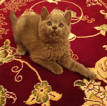 Britan, Erkək, Yaxşı əllərə, Ünvandan götürmə lalafo.az -da Britan, Erkək, Yaxşı əllərə, Ünvandan götürmə