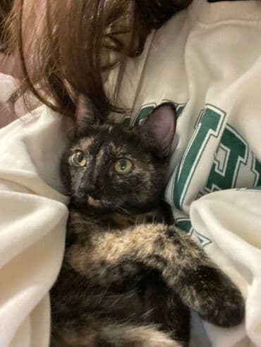 Dişi, Yaxşı əllərə, Pulsuz çatdırılma lalafo.az -da Dişi, Yaxşı əllərə, Pulsuz çatdırılma