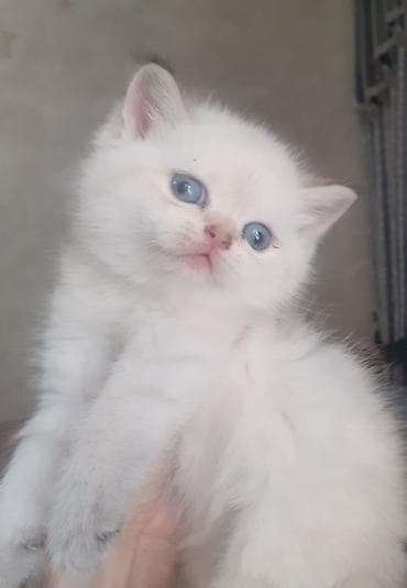 Şinşilla, Erkək, Yaxşı əllərə, Ünvandan götürmə, Ödənişli çatdırılma lalafo.az -da Şinşilla, Erkək, Yaxşı əllərə, Ünvandan götürmə, Ödənişli çatdırılma
