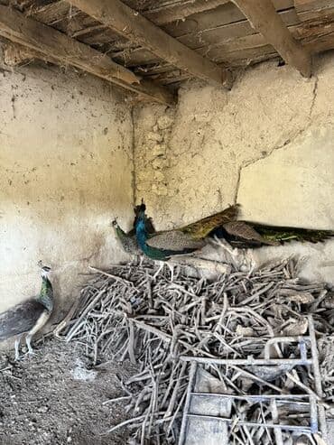 3 illik. Məhsul: Hind tovusu (tovuz quşları) – dekorativ quşlar lalafo.az -da 3 illik. Məhsul: Hind tovusu (tovuz quşları) – dekorativ quşlar