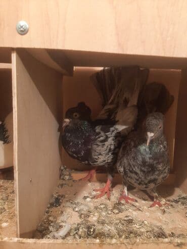 Məhsul: Göyərçinlər – cut satilir tecili pul lazim olduqu ucun satiram lalafo.az -da Məhsul: Göyərçinlər – cut satilir tecili pul lazim olduqu ucun satiram