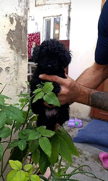 Pudel, 2 ay, Dişi lalafo.az -da Pudel, 2 ay, Dişi