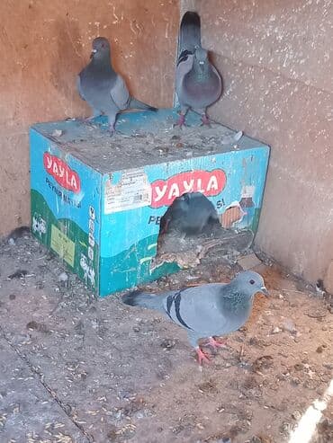 Goy col goyercinleri pactovular saglamdilar.kim istese hergun lalafo.az -da Goy col goyercinleri pactovular saglamdilar.kim istese hergun