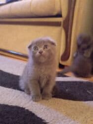 İnformatika: Şotland, Erkək, Dişi, Ünvandan götürmə, Ödənişli çatdırılma lalafo.az -da — 2 İnformatika: Şotland, Erkək, Dişi, Ünvandan götürmə, Ödənişli çatdırılma — 2