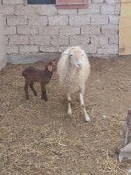 Ягнята: Yanı balalı 3 dənə qala cinsi qoyunlar və bir yerli qoyun satılır at lalafo.az — 11 Ягнята: Yanı balalı 3 dənə qala cinsi qoyunlar və bir yerli qoyun satılır — 11