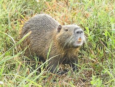 Nutriya (Coypu) – canlı heyvan - Növ: Myocastor coypus (su lalafo.az -da Nutriya (Coypu) – canlı heyvan - Növ: Myocastor coypus (su