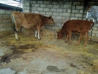 Böyük balasinan iney 6-aylıq boğazdi doğanda 8litr süd veri sakit lalafo.az -da Böyük balasinan iney 6-aylıq boğazdi doğanda 8litr süd veri sakit