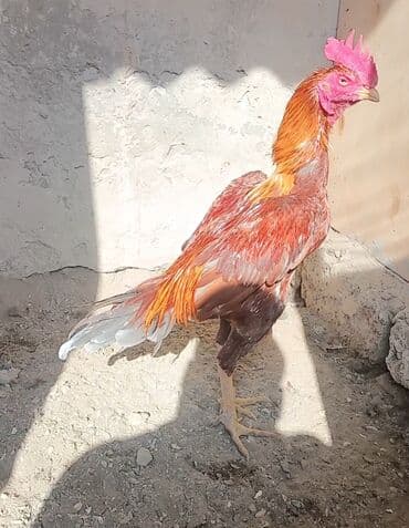 Toyuq, Damazlıq lalafo.az -da Toyuq, Damazlıq