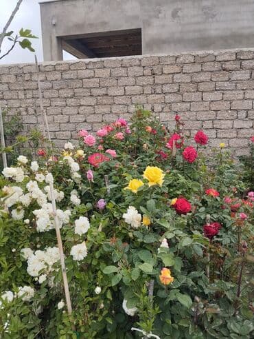 Бусы: Bağ və landşaft üçün qapalı qablarda əkilmiş dekorativ bitkilər - at lalafo.az — 9 Бусы: Bağ və landşaft üçün qapalı qablarda əkilmiş dekorativ bitkilər - — 9