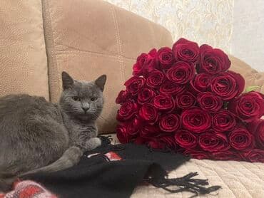 Britan piwiyidi olkeden cixiw edilir deye tecili satilir lalafo.az -da Britan piwiyidi olkeden cixiw edilir deye tecili satilir