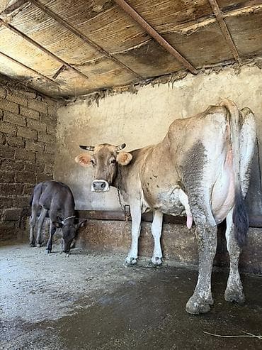 15 litir süd verir 3 qarına dogub 2 aydı dogub balası dişdi lalafo.az -da 15 litir süd verir 3 qarına dogub 2 aydı dogub balası dişdi