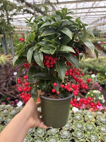 Ardisia yeni il simvolu. 35azn . Təbii bitkidir. Çatdırılma var lalafo.az -da Ardisia yeni il simvolu. 35azn . Təbii bitkidir. Çatdırılma var