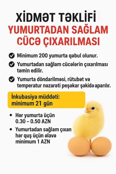Yumurtadan Sağlam Cücə Çıxarma Xidməti Əziz quşçuluq həvəskarları və lalafo.az -da Yumurtadan Sağlam Cücə Çıxarma Xidməti Əziz quşçuluq həvəskarları və
