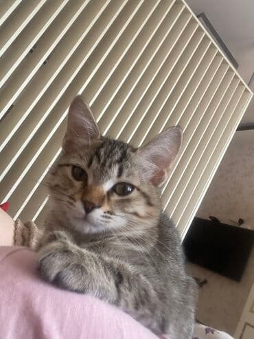 Britan, Dişi, Yaxşı əllərə, Ünvandan götürmə lalafo.az -da Britan, Dişi, Yaxşı əllərə, Ünvandan götürmə