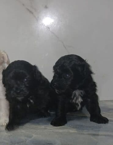 Malta bolonka, Sənədli, Pulsuz çatdırılma lalafo.az -da Malta bolonka, Sənədli, Pulsuz çatdırılma