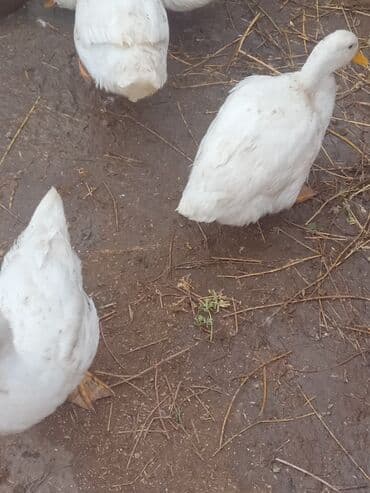 Erkək, Ətlik, Ünvandan götürmə lalafo.az -da Erkək, Ətlik, Ünvandan götürmə