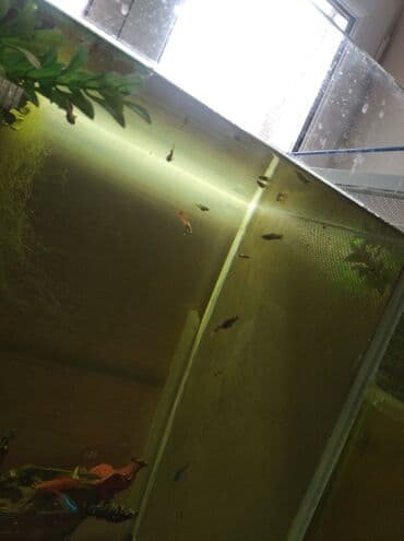 Akvaryum baligi satan varsa aliram lalafo.az -da Akvaryum baligi satan varsa aliram