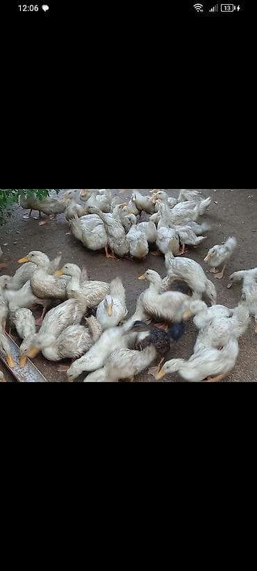 15azn çox goturene endirim olacağ Pekin ordeklerdi lalafo.az -da 15azn çox goturene endirim olacağ Pekin ordeklerdi