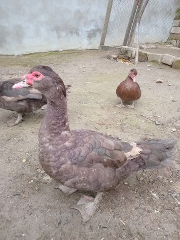 Krasnodar ördək.Erkəydi.8 aylıqdı.Qiymət sondur.Qiymətlə bağlı narahat lalafo.az -da Krasnodar ördək.Erkəydi.8 aylıqdı.Qiymət sondur.Qiymətlə bağlı narahat