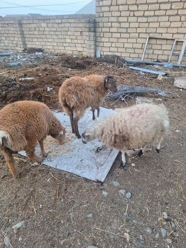 İki dənəsi dişidir Biri Erkəkdir lalafo.az -da İki dənəsi dişidir Biri Erkəkdir