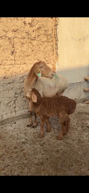 Qoyun ana bala ilə - Növ: Yerli cins quzu ilə ana qoyun - Ana lalafo.az -da — 2 Qoyun ana bala ilə - Növ: Yerli cins quzu ilə ana qoyun - Ana — 2