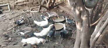 Qarışıq su quşları sürüsü - Növ: ev ördəkləri (muscovy/indo-ördəklər lalafo.az -da Qarışıq su quşları sürüsü - Növ: ev ördəkləri (muscovy/indo-ördəklər