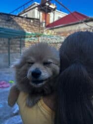 İt satılır lalafo.az -da İt satılır