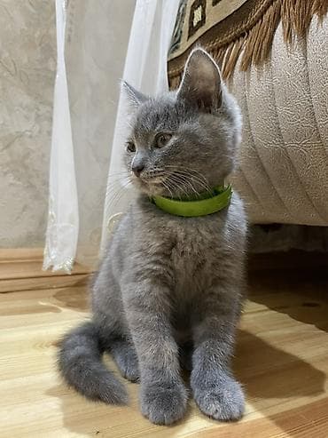 Dişi lalafo.az -da Dişi