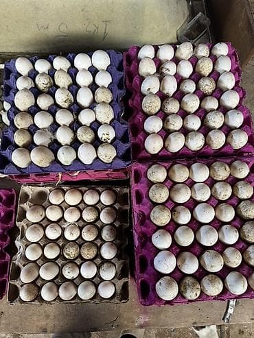 Pekin kuban ördək yumurtaları tam mayalı kime lazm olsa buyurub əlaqə lalafo.az -da Pekin kuban ördək yumurtaları tam mayalı kime lazm olsa buyurub əlaqə