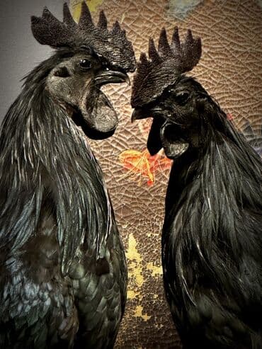 Ayem-cemani satılır. Ətinin müalicəvi təbii dərman kimi istifadə lalafo.az -da Ayem-cemani satılır. Ətinin müalicəvi təbii dərman kimi istifadə