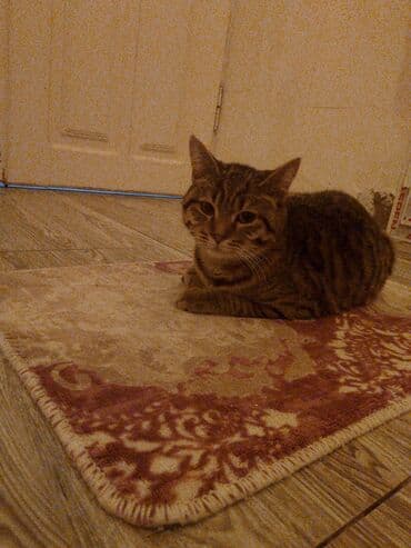 Sadə ev pişiyi di dərmanları var. Обычная домашняя кошка у неё есть lalafo.az -da Sadə ev pişiyi di dərmanları var. Обычная домашняя кошка у неё есть