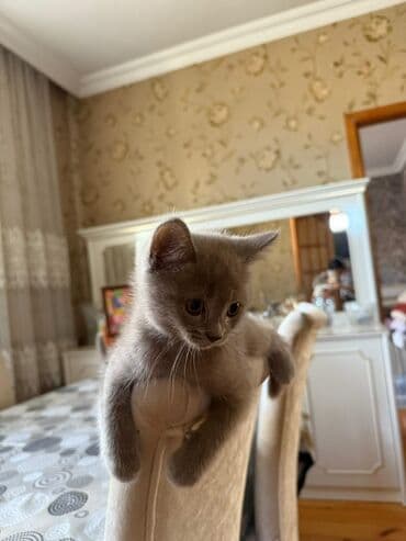 Britan, Yaxşı əllərə lalafo.az -da Britan, Yaxşı əllərə