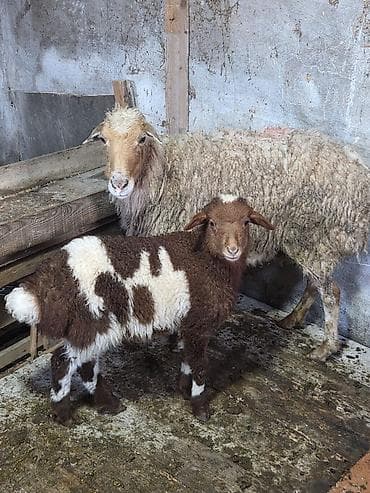 Ana-bala Qoyun satılır Bala ərkəkdi.Unvan Ramana lalafo.az -da Ana-bala Qoyun satılır Bala ərkəkdi.Unvan Ramana