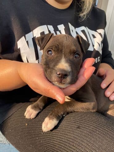 Pitbul, 3 ay, Erkek, Peyvəndli, Pulsuz çatdırılma lalafo.az -da Pitbul, 3 ay, Erkek, Peyvəndli, Pulsuz çatdırılma